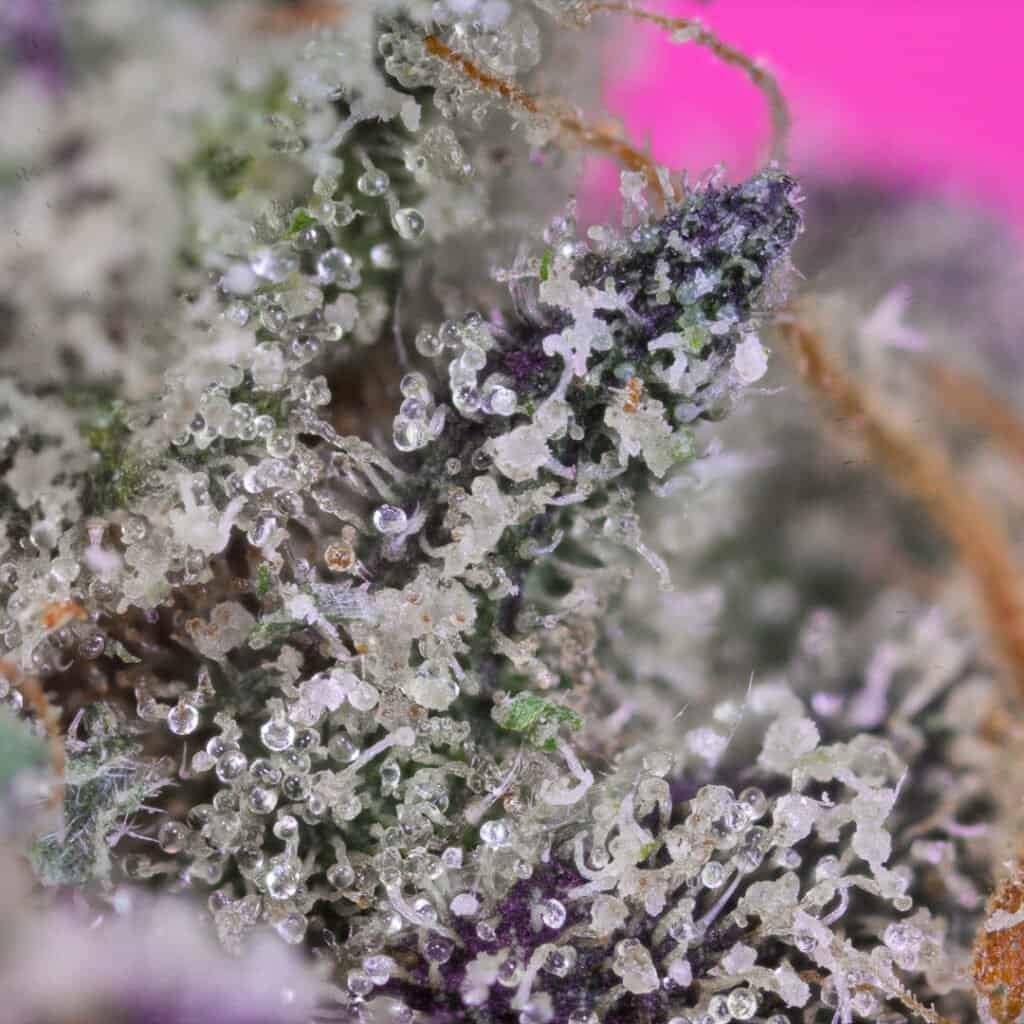 Sour Candy Cannabis Strain | Doja