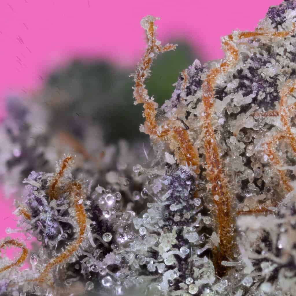Sour Candy Cannabis Strain | Doja