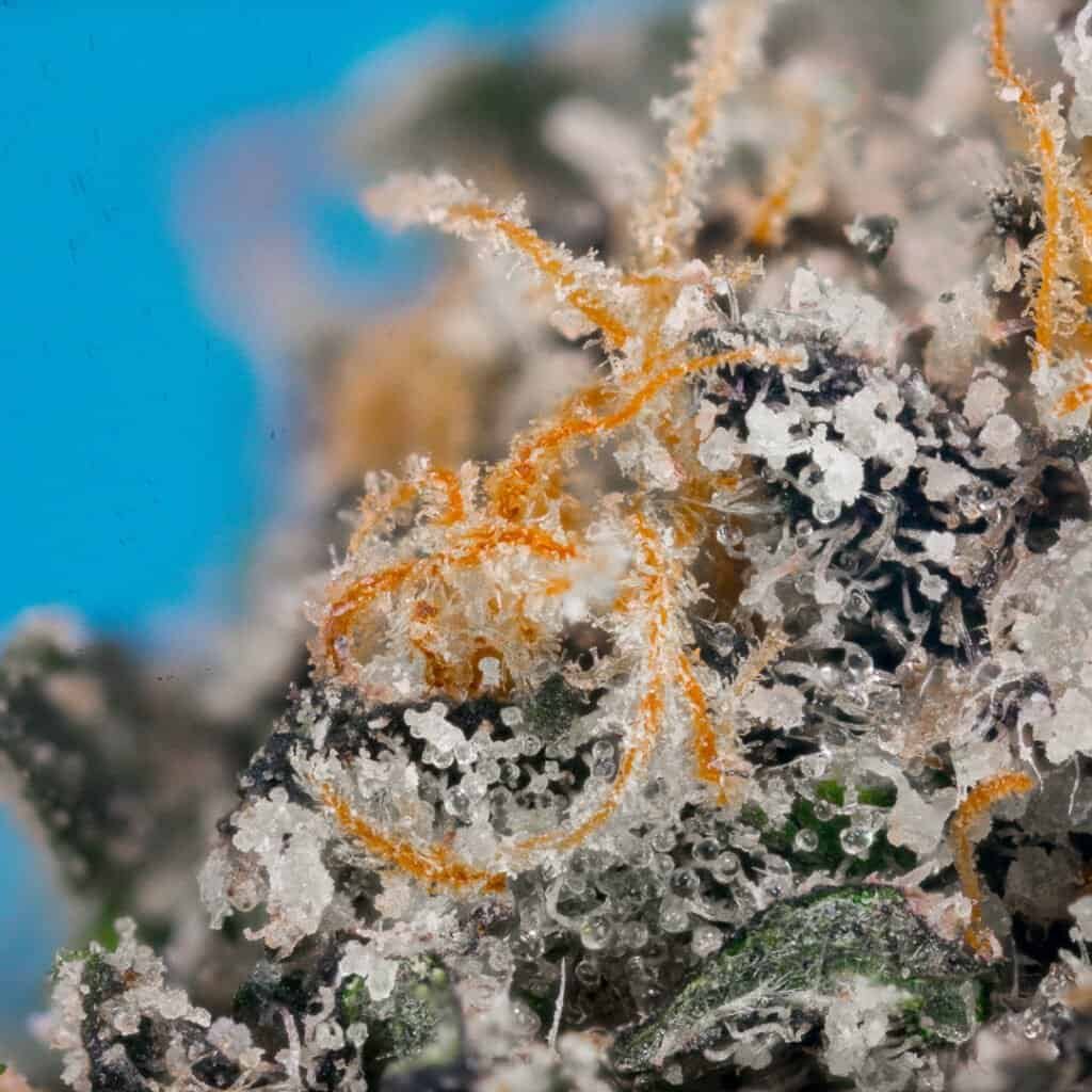 Znackz Strain | Doja