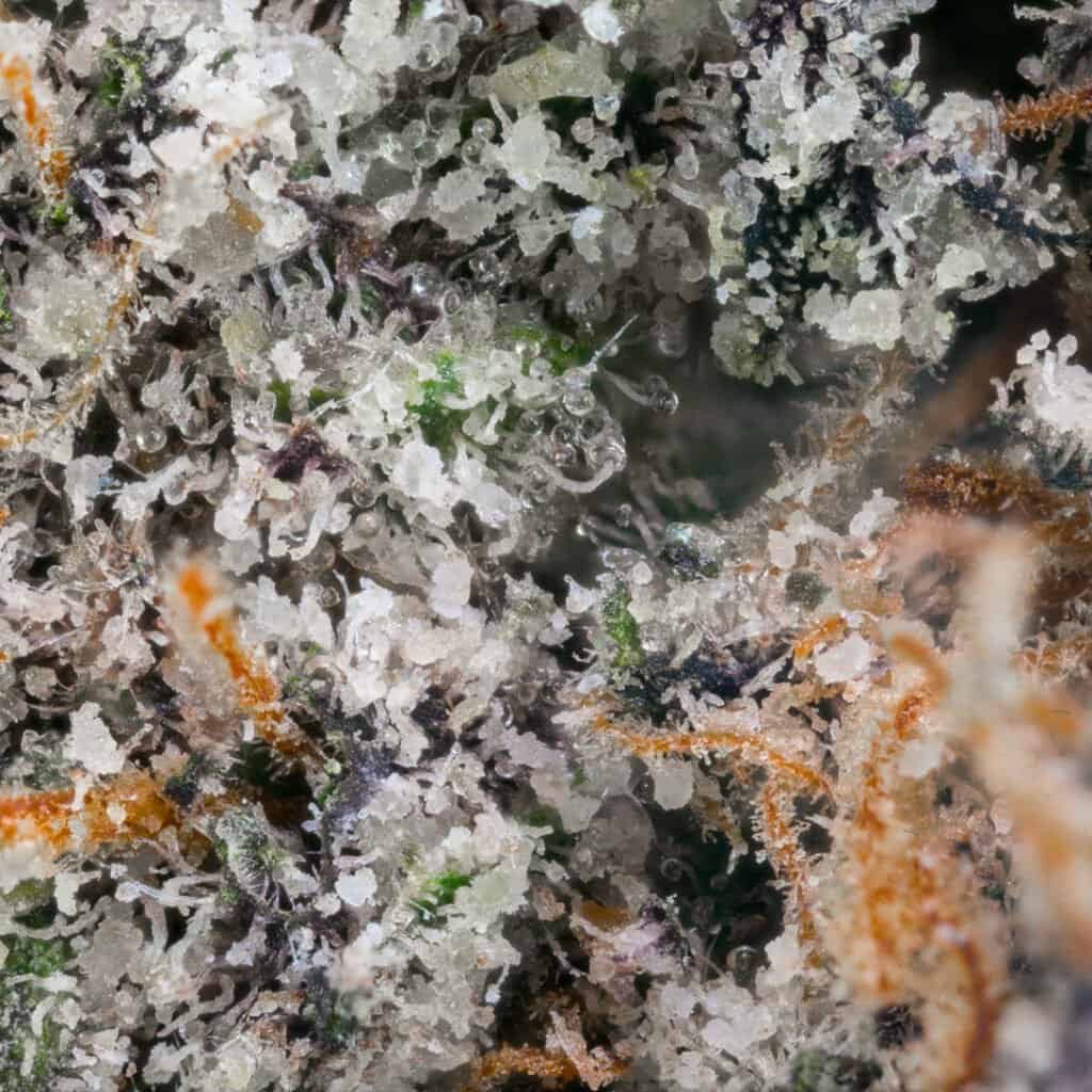 Znackz Strain | Doja