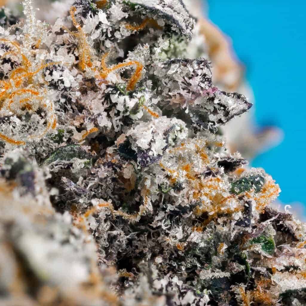 Znackz Strain | Doja