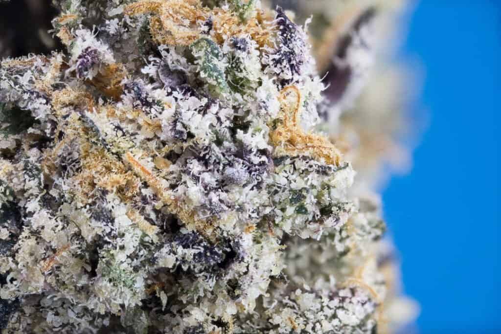 Znackz Strain | Doja