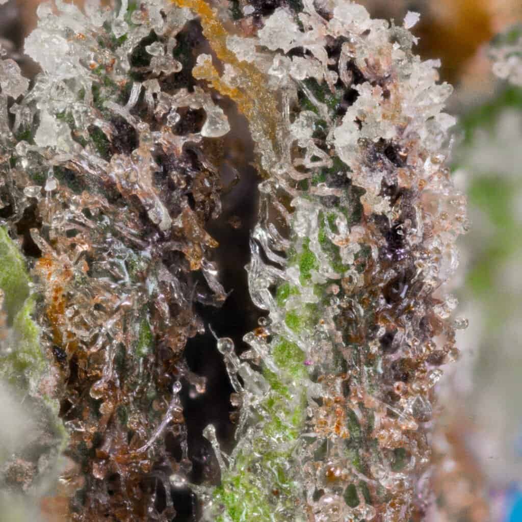 Znackz Strain | Doja