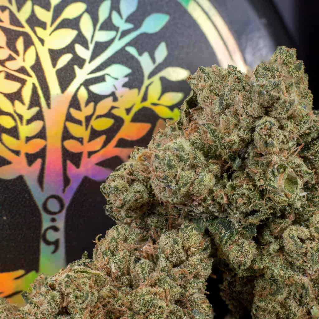 Treehouse OG | Treehouse Exotix