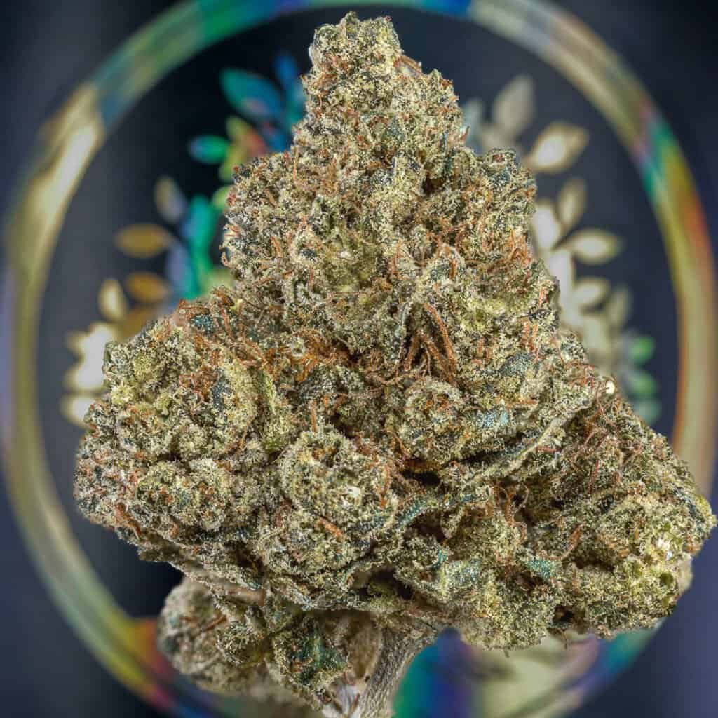 Treehouse OG | Treehouse Exotix