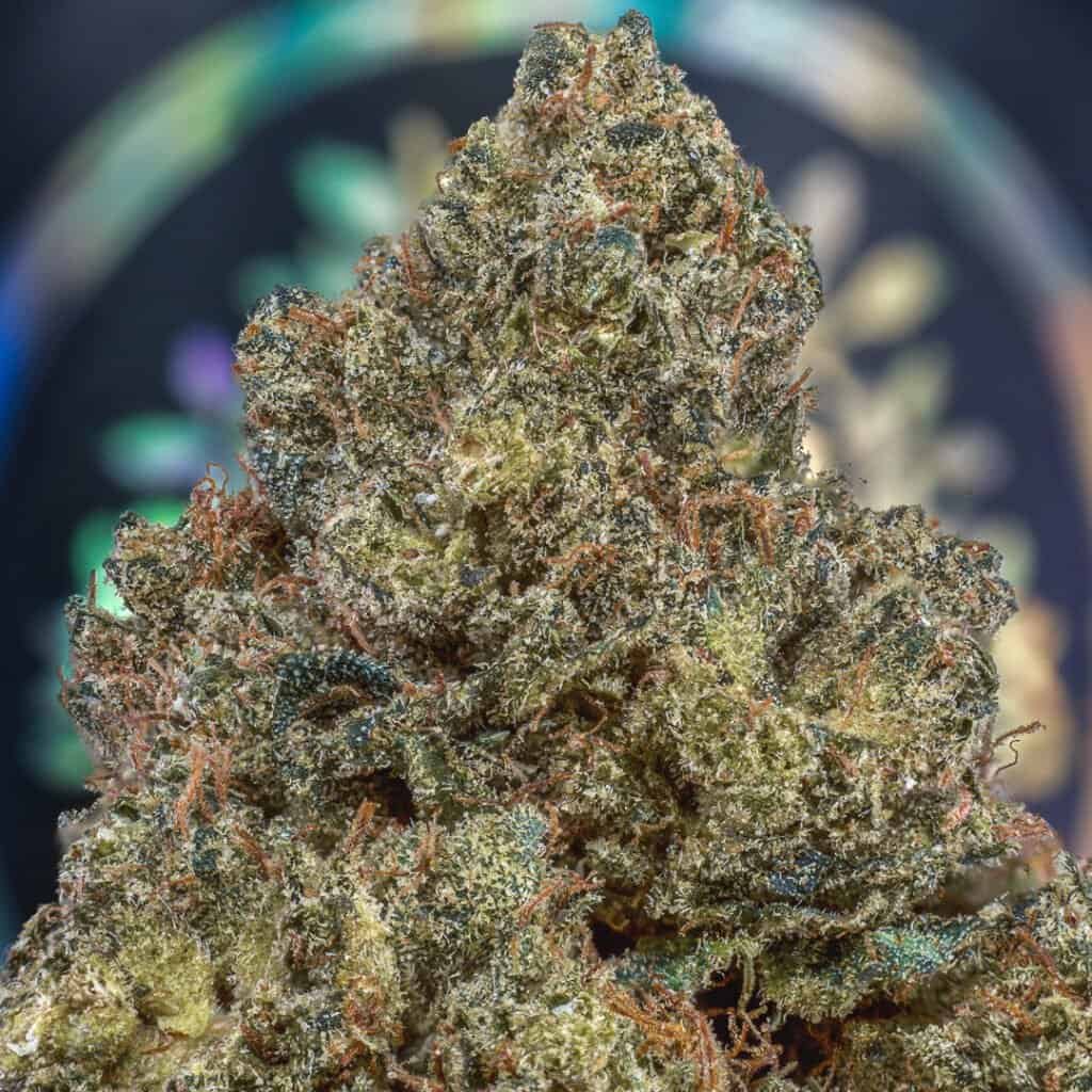 Treehouse OG | Treehouse Exotix