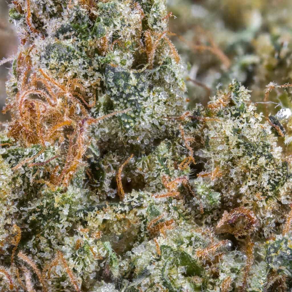 Treehouse OG | Treehouse Exotix