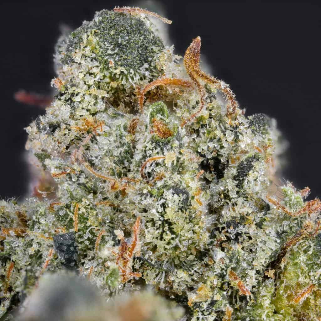 Treehouse OG | Treehouse Exotix