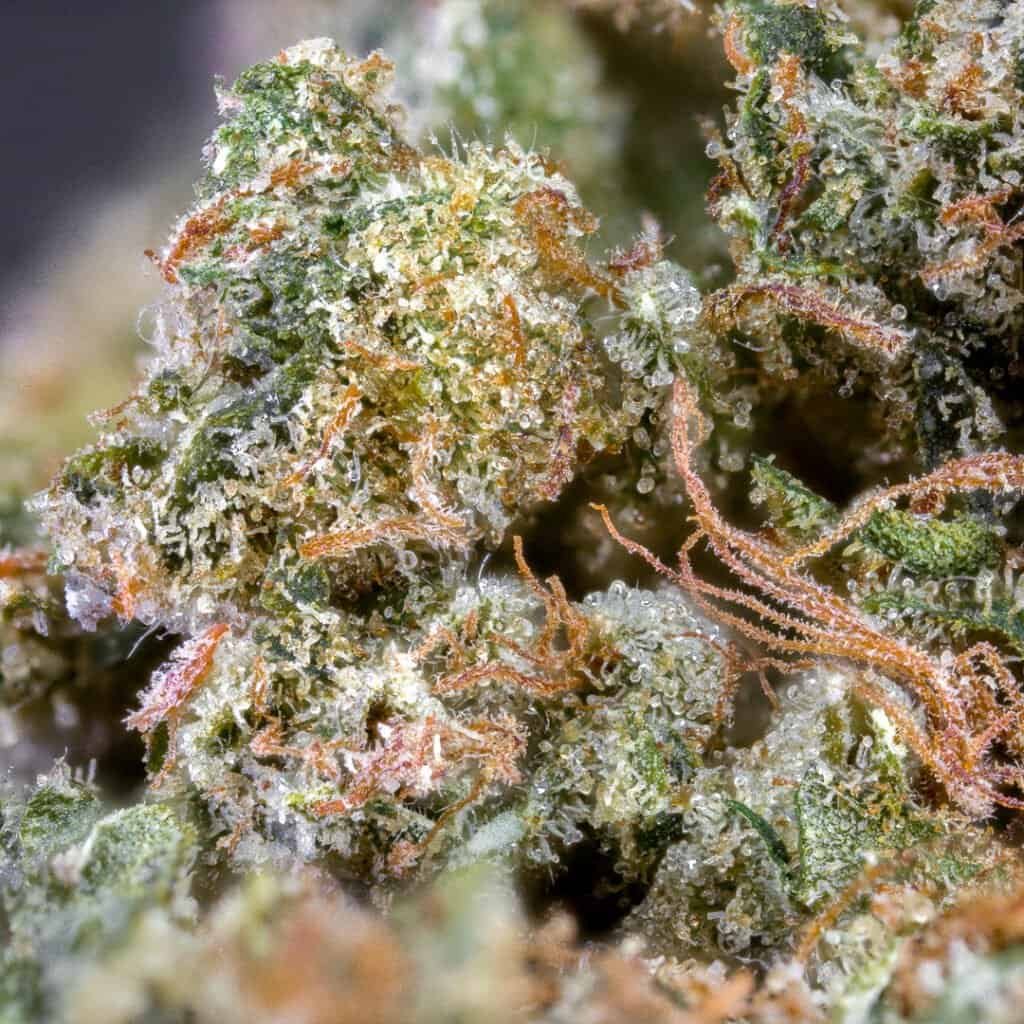 Treehouse OG | Treehouse Exotix