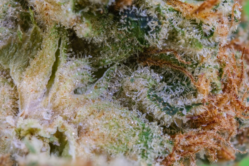 Motion Dew Cannabis Strain | Angel City Farmers