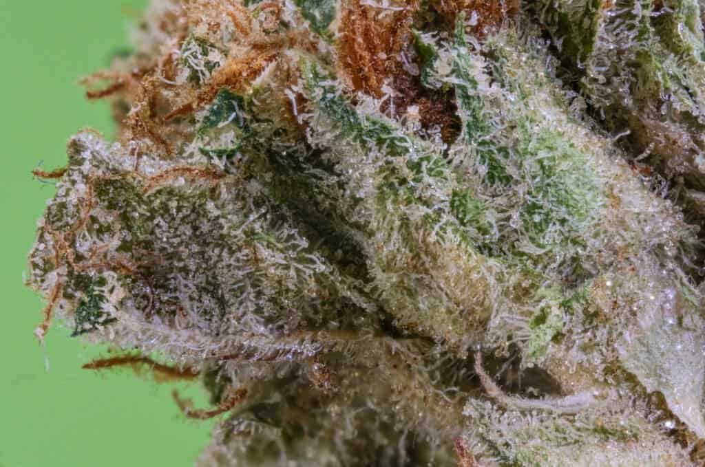 Motion Dew Cannabis Strain | Angel City Farmers