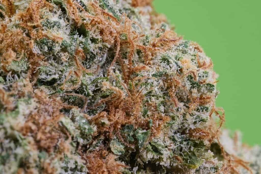 Motion Dew Cannabis Strain | Angel City Farmers