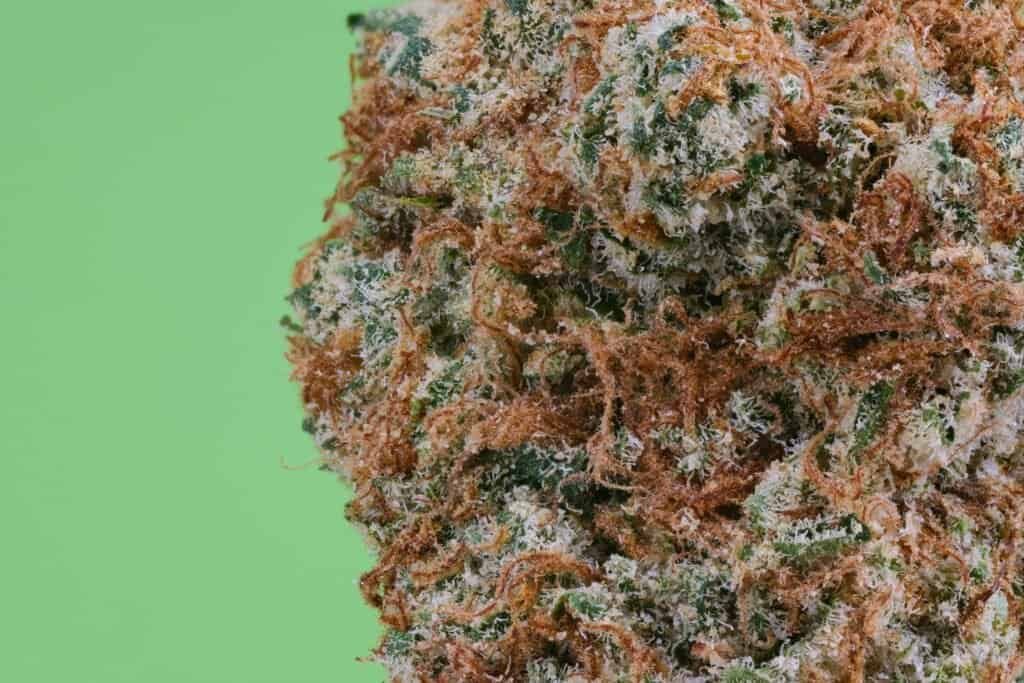 Motion Dew Cannabis Strain | Angel City Farmers