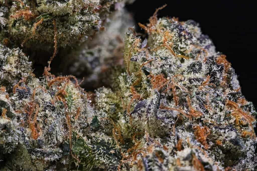 Richmond Raceway Cannabis Strain | Jonah Grows