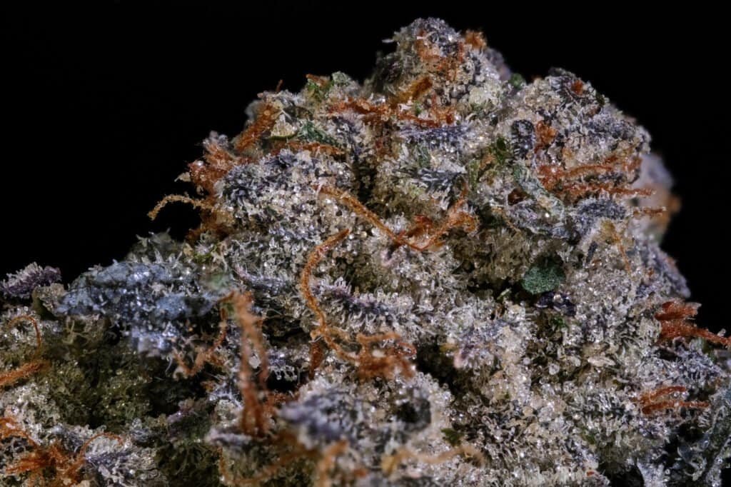 High-quality close-up image of cannabis flower, emphasizing trichomes and vibrant orange pistils for terpene quality.