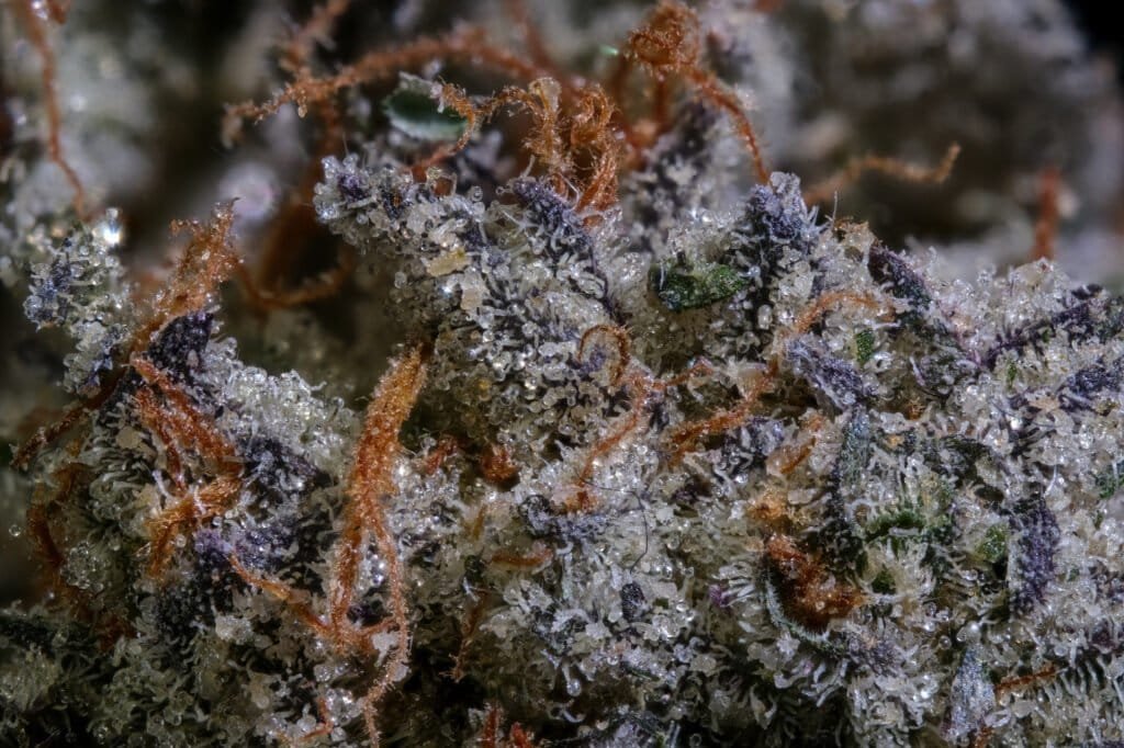 Richmond Raceway Cannabis Strain | Jonah Grows