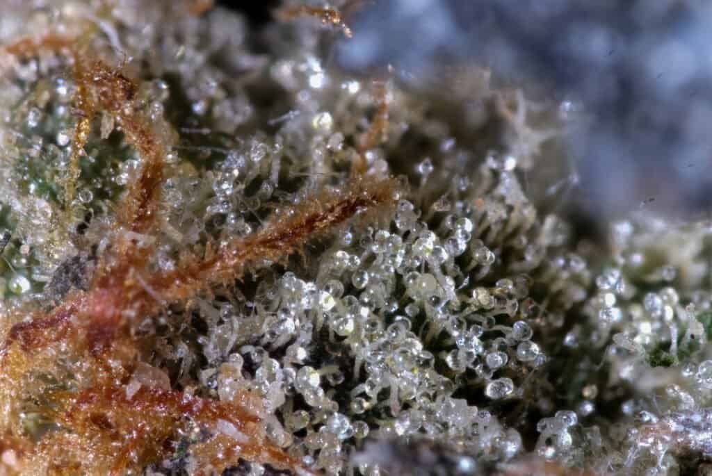 Richmond Raceway Cannabis Strain | Jonah Grows