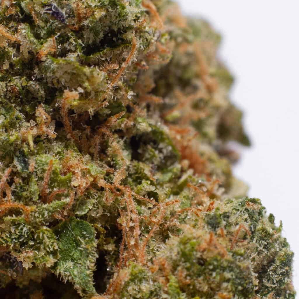 Rainbow Belts Cannabis Strain | Burning Rope Pharms