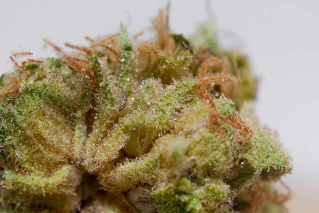 Rainbow Belts Cannabis Strain | Burning Rope Pharms