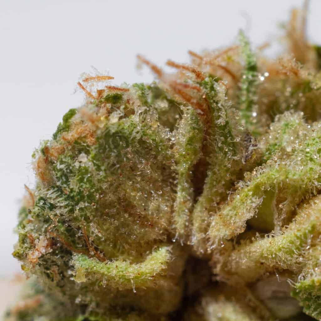 Rainbow Belts Cannabis Strain | Burning Rope Pharms