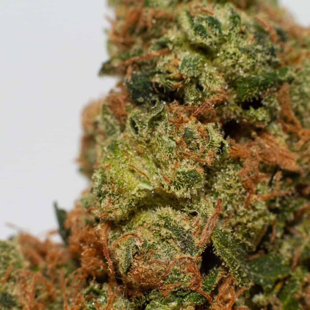 Sour Trilly Cannabis Strain | Burning Rope Pharms