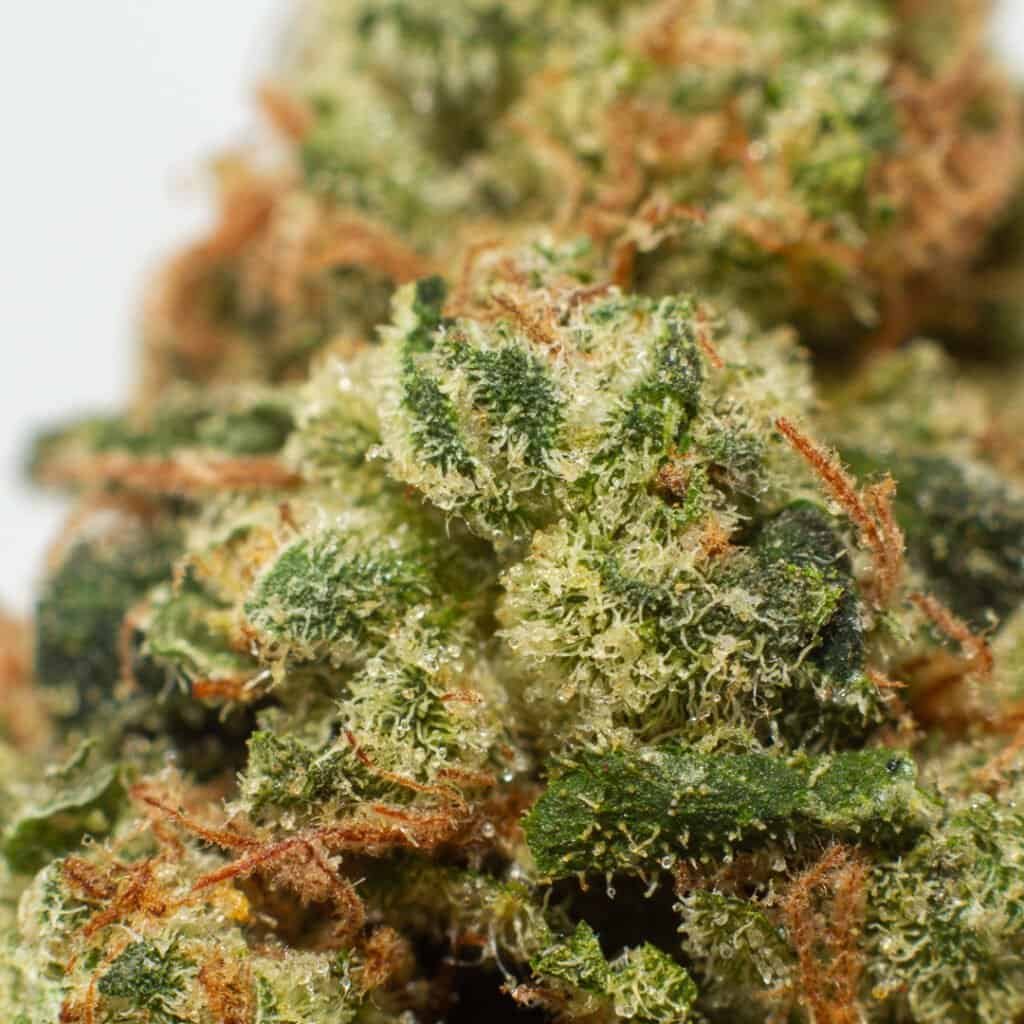 Sour Trilly Cannabis Strain | Burning Rope Pharms