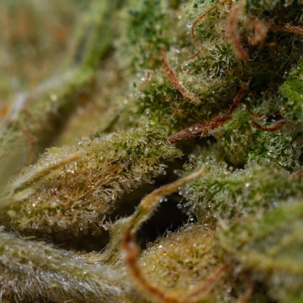 Sour Trilly Cannabis Strain | Burning Rope Pharms