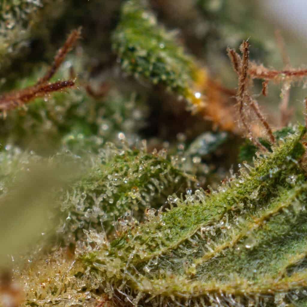 Sour Trilly Cannabis Strain | Burning Rope Pharms