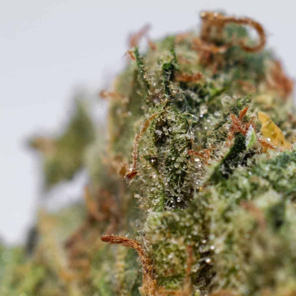 Sour Trilly Cannabis Strain | Burning Rope Pharms