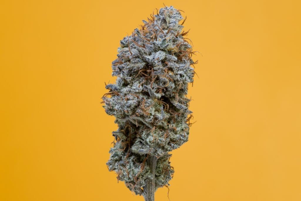 Gastopia Cannabis Strain | Smooth Smokes