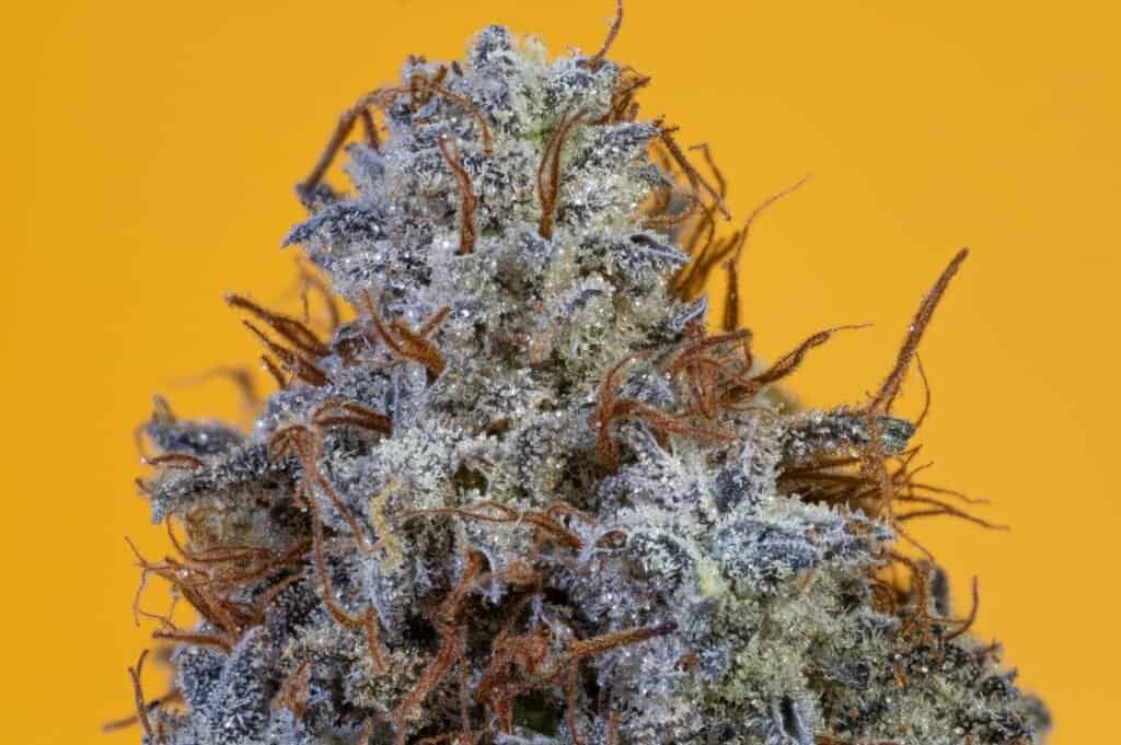 Gastopia Cannabis Strain | Smooth Smokes