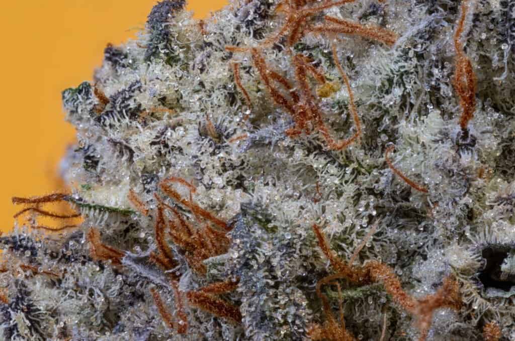 Gastopia Cannabis Strain | Smooth Smokes