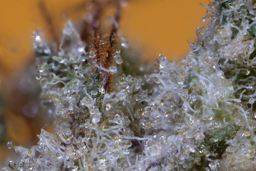 Gastopia Cannabis Strain | Smooth Smokes