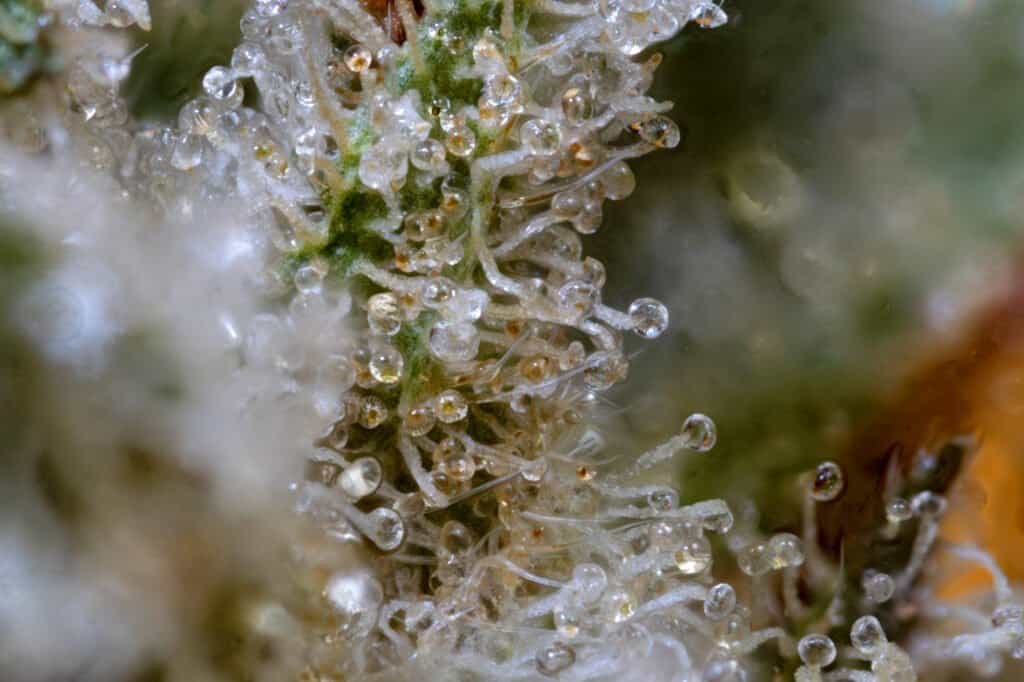 Magnified cannabis terpene trichomes showing resin glands, crucial for terpene extraction and quality in cannabis cultivation.